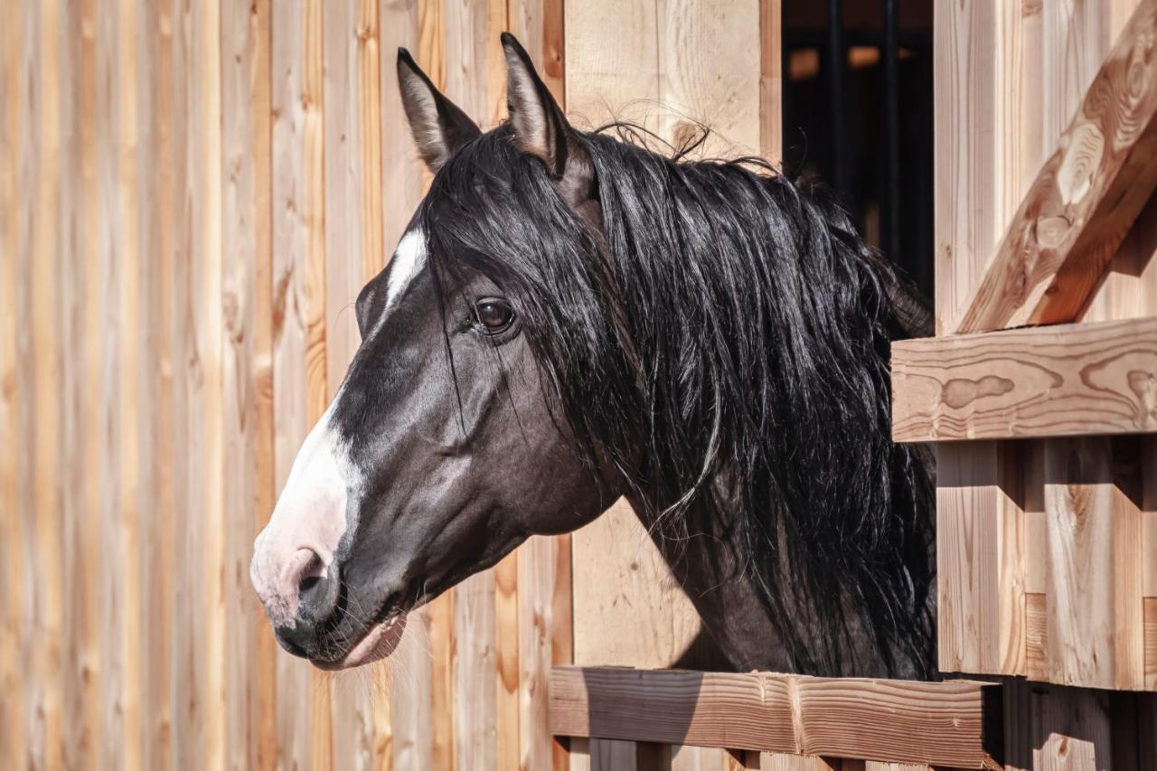 Ranchhouse Smoker- Westernstable - Horse Elterlein Luaran gambar
